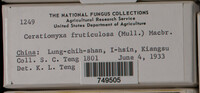 Ceratiomyxa fruticulosa var. fruticulosa image